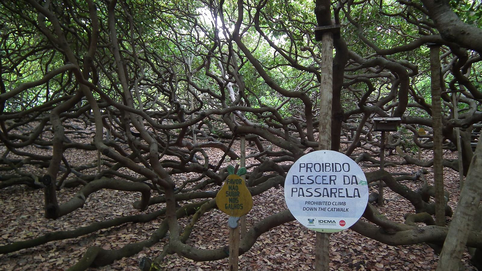 Galhos retorcidos e copa verde do maior cajueiro do mundo, em Pirangi do Norte, Parnamirim (RN)